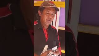 Download lagu SEMBUR. SURABAYA'S KENTONG PIGEON. 7-TIME CHAMPION. #Short mp3