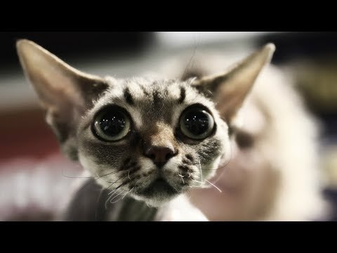 Devon Rex - CHARACTER and DESCRIPTION from Cat Owner | Breeds of Cats