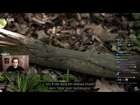 Moondye7 reagiert auf "Der Mörder und die Ameise" | MD7 REACT #93