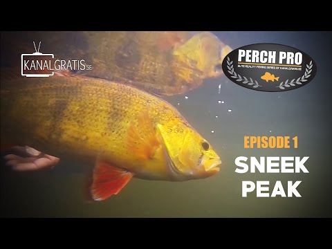 Perch Pro 2017 - Sneak Peek Ep. 1 - Short Teaser 4