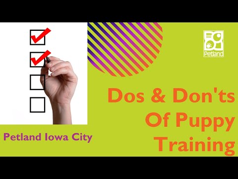 The Dos & Don’ts Of Puppy Training