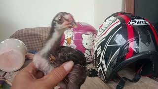 Download lagu Cara memilih anak ayam bangkok yang bagus mp3 Download lagu Cara memilih anak ayam bangkok yang bagus mp3