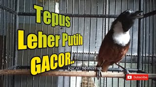 Download lagu TEPUS LEHER PUTIH GACOR mp3 Download lagu TEPUS LEHER PUTIH GACOR mp3