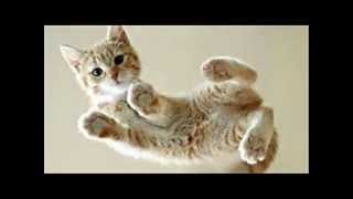 All I Want for Christmas is You  Kitty