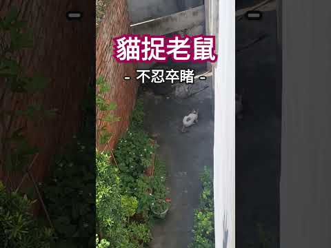 《貓捉老鼠》不忍卒睹。 #cat #貓 #貓咪 #貓咪日常 #貓咪大戰爭 #分享 #pets #animals #貓眼觀察室 #毛小孩 #主人