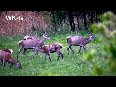"Olf" treibt Hirschkühe aus Wittstocker Heide? - Unglaublich (Wittstock-tv)