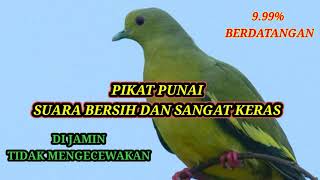 Download lagu PIKAT BURUNG PUNAI SUARA KERAS DAN JERNIH mp3