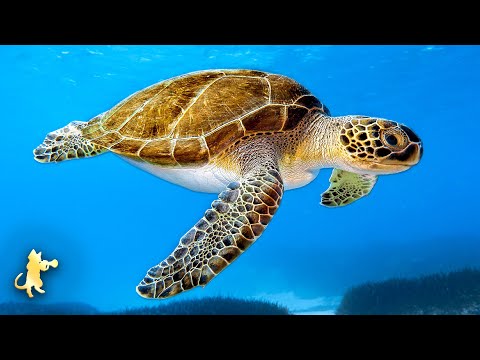 ♡ GIANT SEA TURTLES ♡ AMAZING CORAL REEF FISH & STUNNING OCEAN LIFE • 12 HOURS