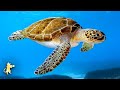 GIANT SEA TURTLES AMAZING CORAL REEF FISH STUNNING OCEAN LIFE 12 HOURS