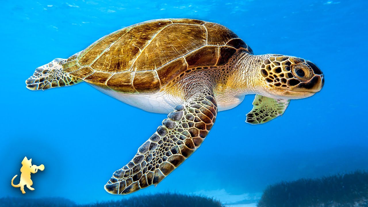 ♡ GIANT SEA TURTLES ♡ AMAZING CORAL REEF FISH & STUNNING OCEAN LIFE • 12 HOURS