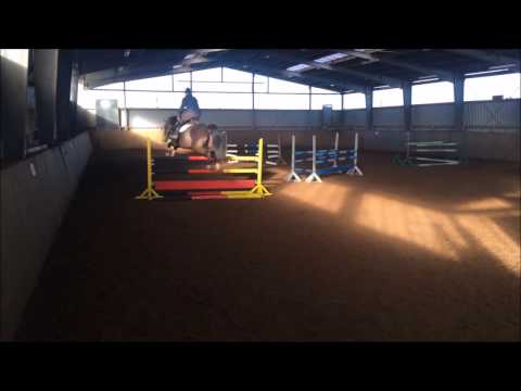 Cassawie, Holsteiner von Casall