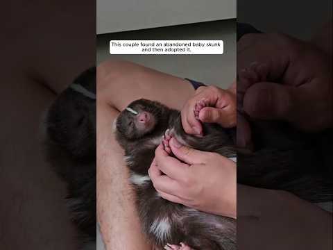 This couple found an abandoned baby skunk and then adopted it...