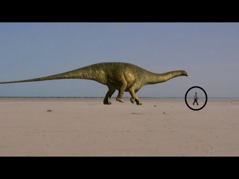 3D Dinosaur Animation . CFV