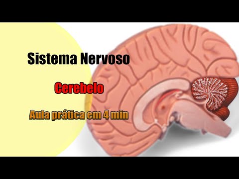 Cerebellum and its structures [4k] - Neuroanatomy