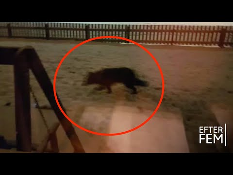 Mystiska djuret i Torshälla – här är svaret!  - Efter fem (TV4)