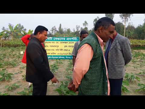 বিটি বেগুনের প্রদর্শনী পরিদর্শন-৩
