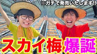 【祝】スカイピースが本気で制作した梅が販売されることになりました！！！