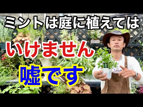 パイナップルミント 植物