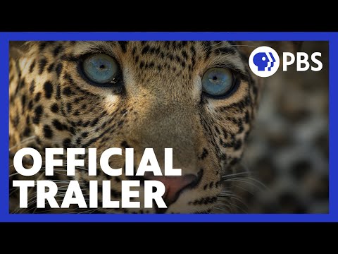 The Leopard Legacy | Official Trailer | NATURE | PBS
