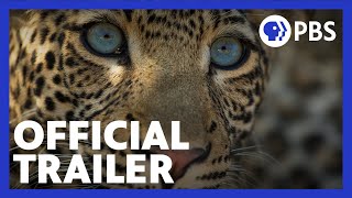 The Leopard Legacy | Official Trailer | NATURE | PBS