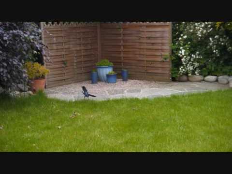 Thehallway - The Castle Of Svein Notrich