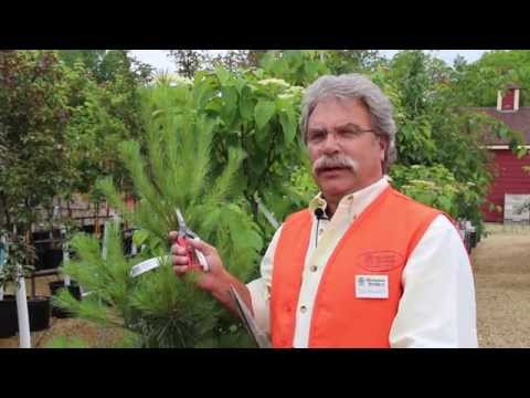 How To Prune Evergreens, Part 1 - Pine Trees