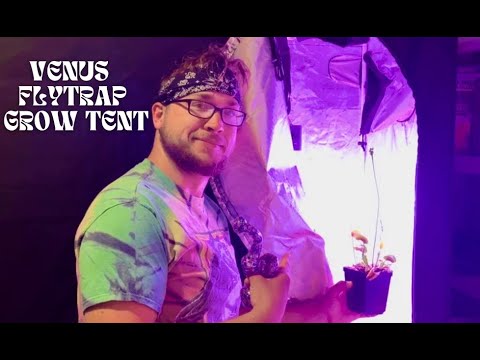 How to Grow Venus Flytraps in a Tent