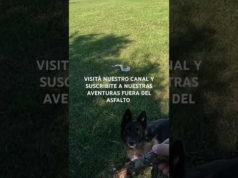 CAMPING GRATIS SALADERO GUAVIYÚ, QUEBRACHO, PAYSANDÚ