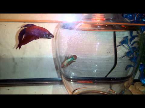 Introducing Male & Female Betta Fish To Eachother Part 1