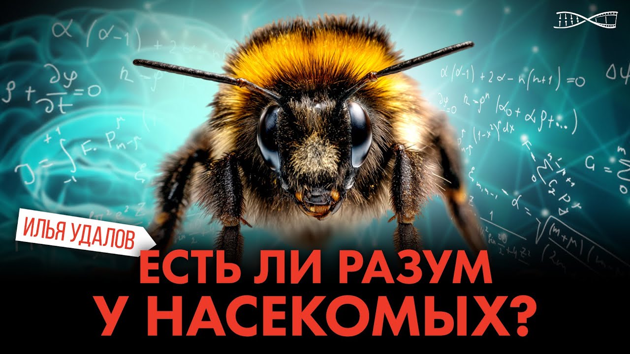 Есть ли разум у насекомых?