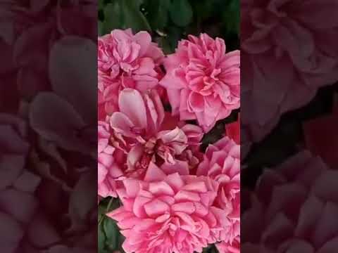 #beautiful flower#shortvideo
