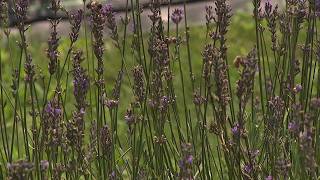 Paradise Lavender Farm owner plans retirement, seeks buyer to continue