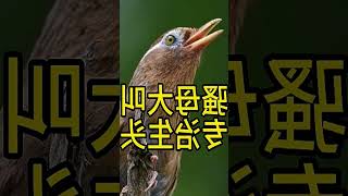 Download lagu Melodi Mempesona dari Burung Hwamei Cina | #HwameiBirdSongs #HwameiBirdAppeal... mp3 Download lagu Melodi Mempesona dari Burung Hwamei Cina | #HwameiBirdSongs #HwameiBirdAppeal... mp3