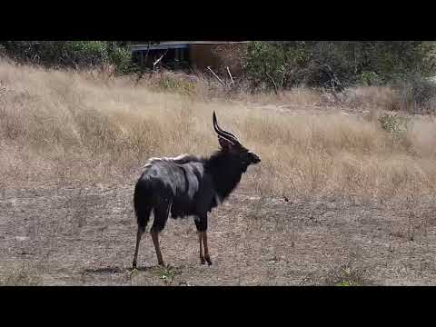 Djuma: Waterbuck bull, Impalas and Nyala - 10:48 - 08/11/20