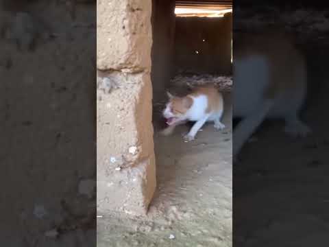 Cat Saves Duckling from Weasel Attack! #catvsweasel #wildlife #fyp #funnyanimalmoments