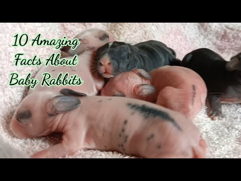 , title : '10 Amazing Facts About Baby Bunnies || All About Rabbits'