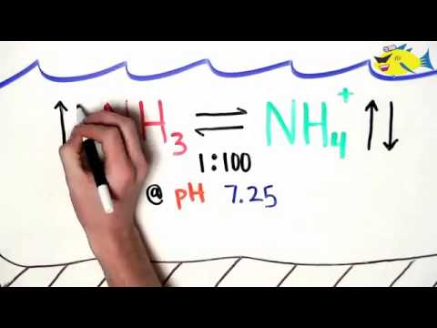 Ammonia and Ammonium in the Aquarium