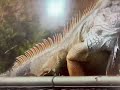 Sesame Street Classics Iguana
