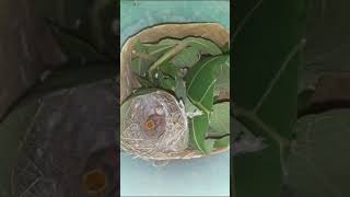 Download lagu Anakan burung prenjak umur 5 hari mp3