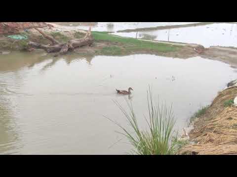 meri Hansani#nature 🌿🍃#farming #agriculture #life #pubgmobile #rain #anime #duck #trending