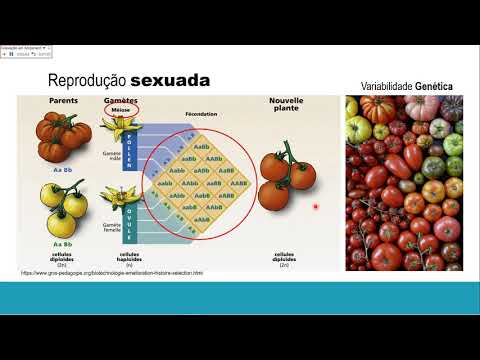 Roteiro para gravação da aula narrada  videoaula no PowerPoint
