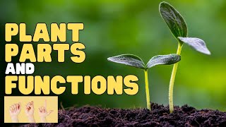 ASL Plant Parts and Functions Interactive