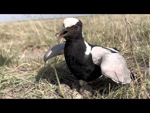 Blacksmith lapwing on the eggs