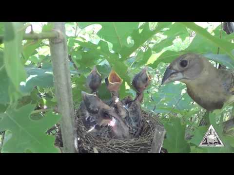 Pápežík modrý (Passerina caerulea) — správanie, biotop a hlas