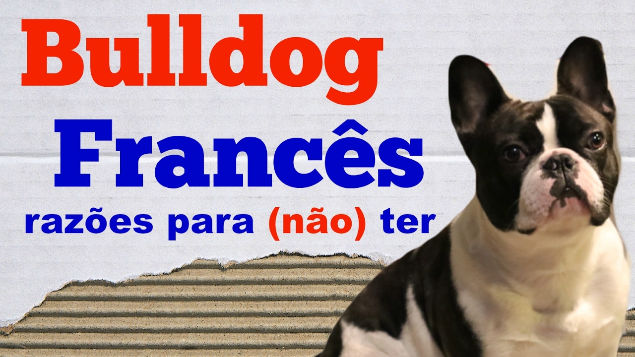 Razões para (não) ter um Bulldog Francês