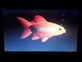 Opening To SpongeBob SquarePants Lost At Sea 2003 DVD