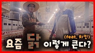 우리가 먹는 닭 이렇게 큰다?! [feat. 치킨]