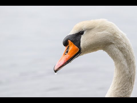 Anthony Hensely Was Killed By This Swan