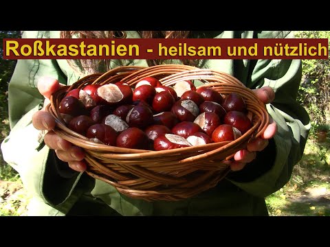 Heilsam und nützlich: Roßkastanien - echte Powerfrüchte