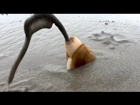 Amazing Automatic Longline Fishing Net Catch Giant Fish - big catching on the | sea fishing tec |